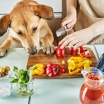 Alimenta a tu perro con ingredientes saludables y balanceados