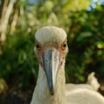 Aves de pico largo: belleza y peculiaridades en la naturaleza