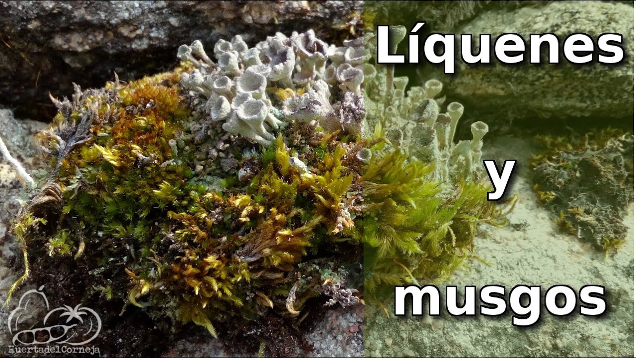 Beneficios de los líquenes y musgos para el ambiente y la biodiversidad