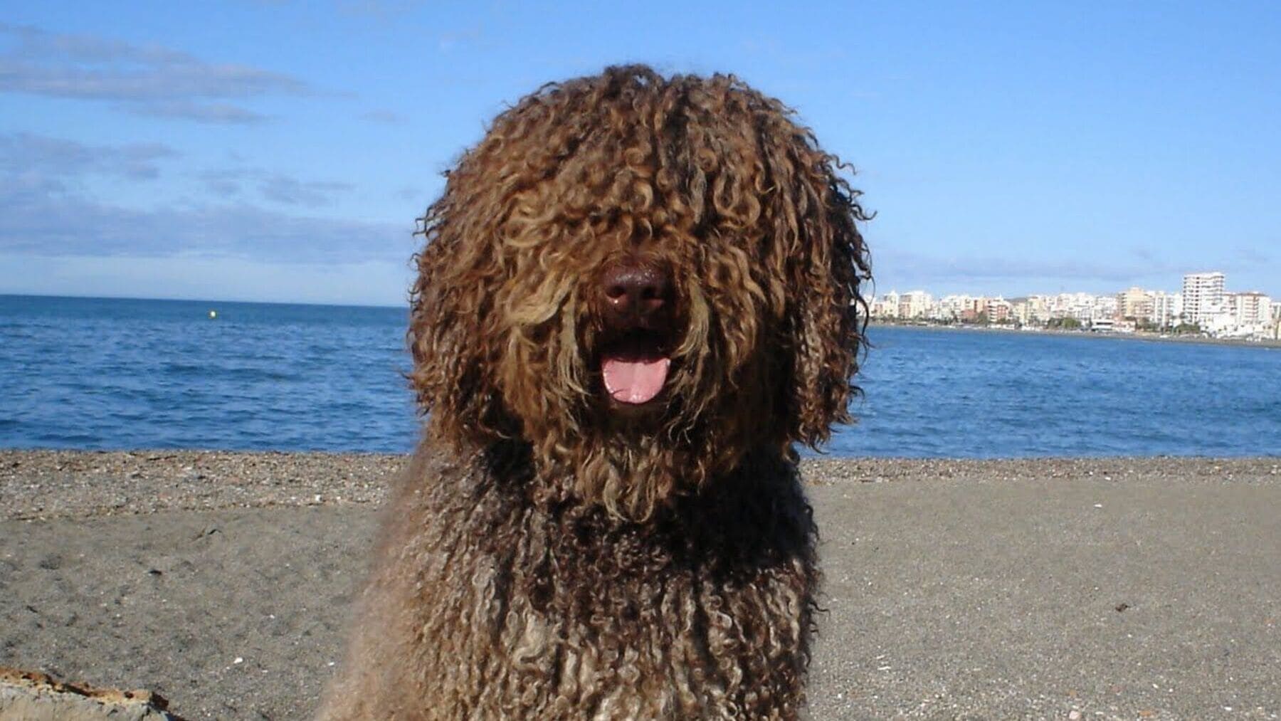 Características únicas de los perros de agua grandes