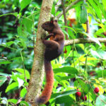 Descubre el fascinante hábitat de las ardillas en su entorno natural