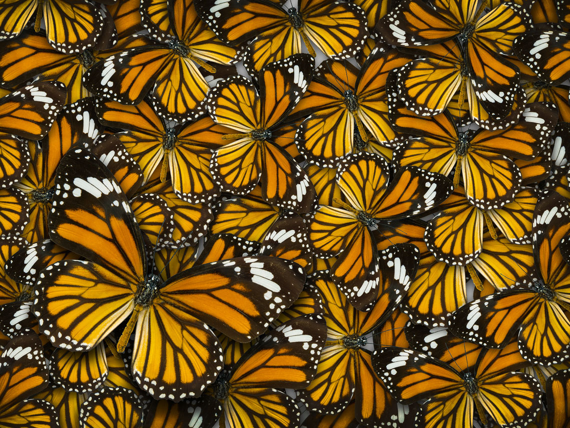 ¡Descubre las mariposas más hermosas y coloridas del mundo!