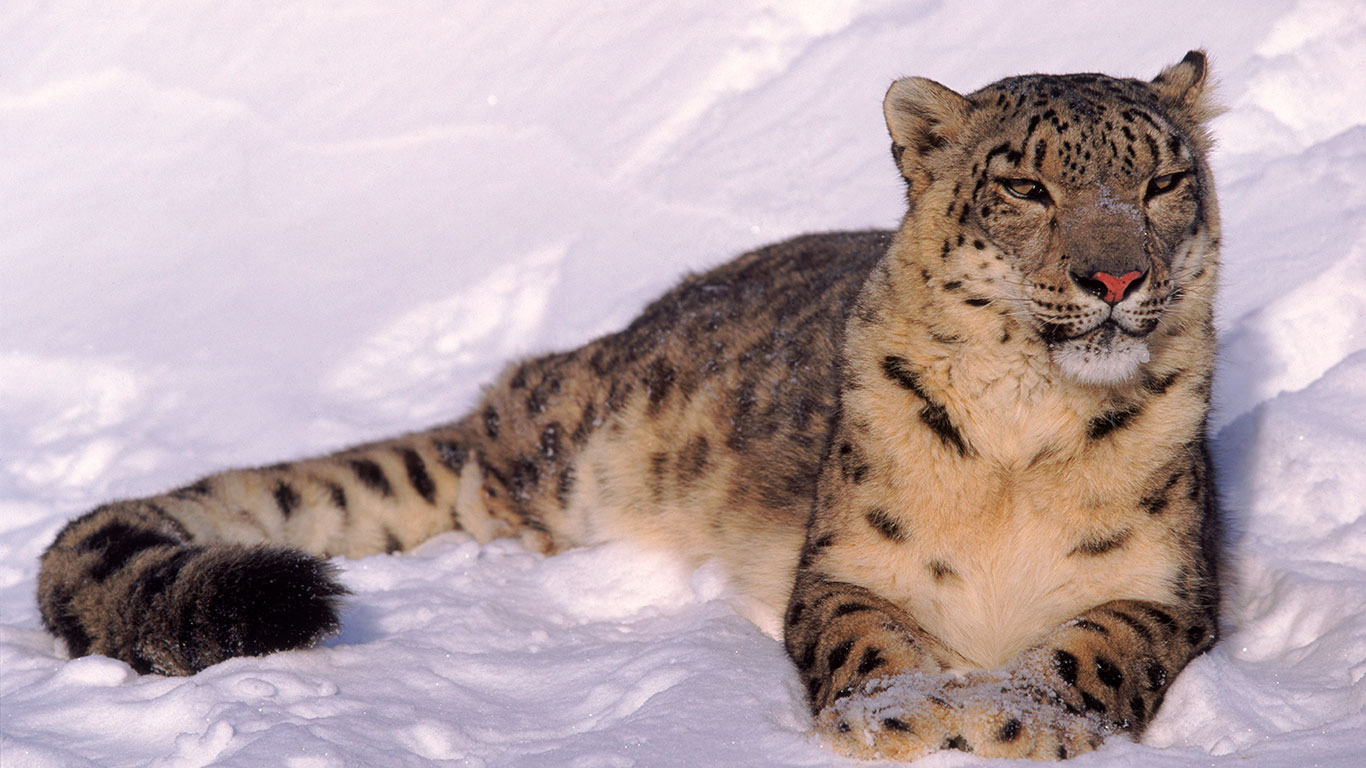El leopardo de las nieves: misterioso felino de las montañas