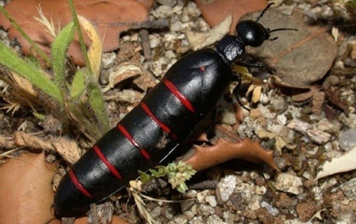 Escarabajos venenosos en España: especies peligrosas, síntomas y medidas de prevención