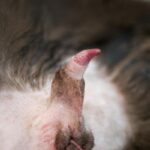 Pene de gato: ¿Cómo es y por qué es importante para su salud?